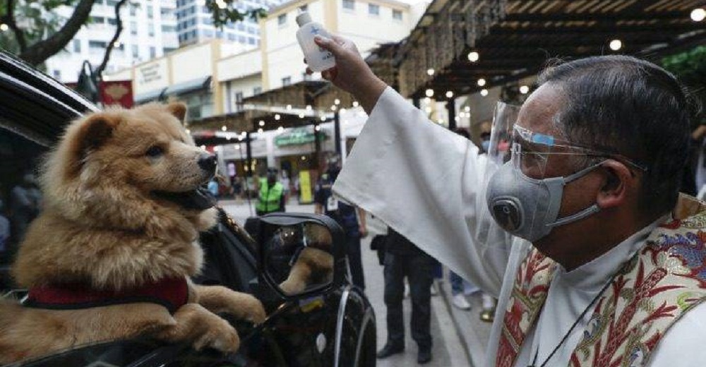 Perritos emocionados son rociados con agua bendita por el cura en el Día Mundial de los Animales