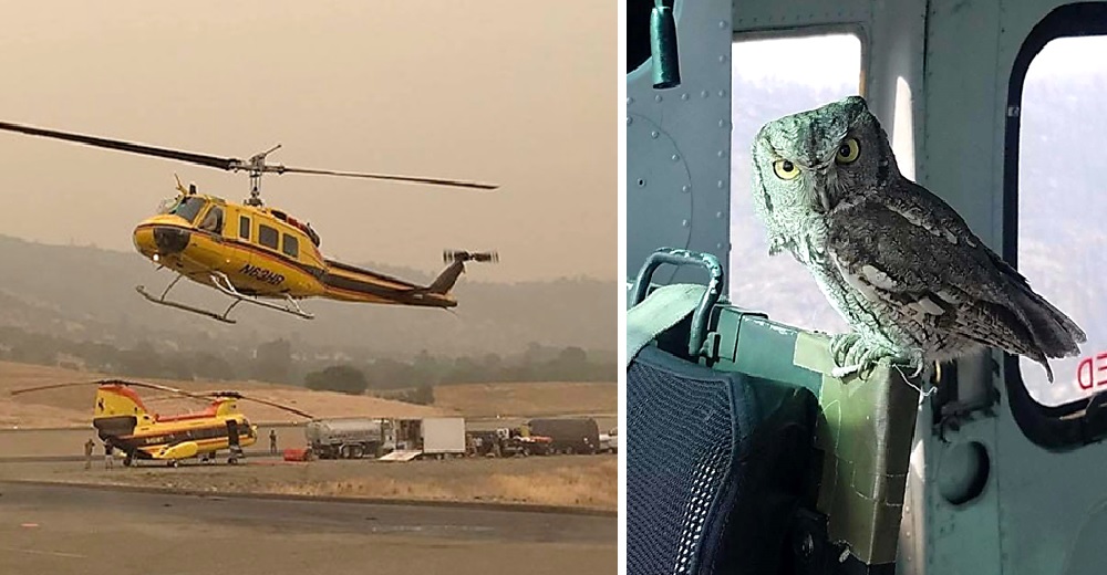 Un búho entra a un helicóptero usado para salvar a los animales de un devastador incendio