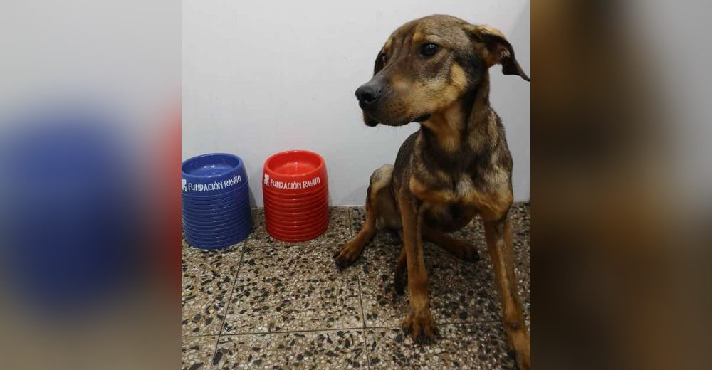 Suplican ayuda para la perrita rescatada que vende platos para pagar sus gastos médicos