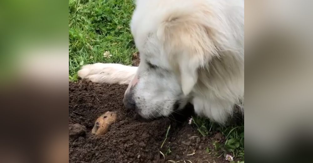 Graban a un pequeño topo a punto de encontrarse con una enorme perrita del otro lado del túnel