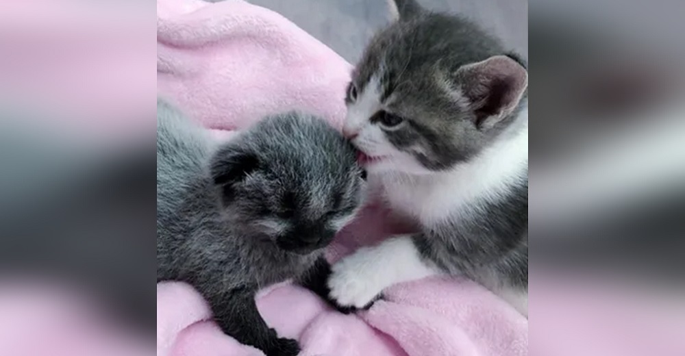 Gatita recién nacida lloraba solita a punto de morir hasta que otra minina la acogió como propia