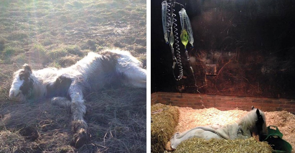 Potro dejado para morir en un campo desierto logra la recuperación más milagrosa gracias al amor