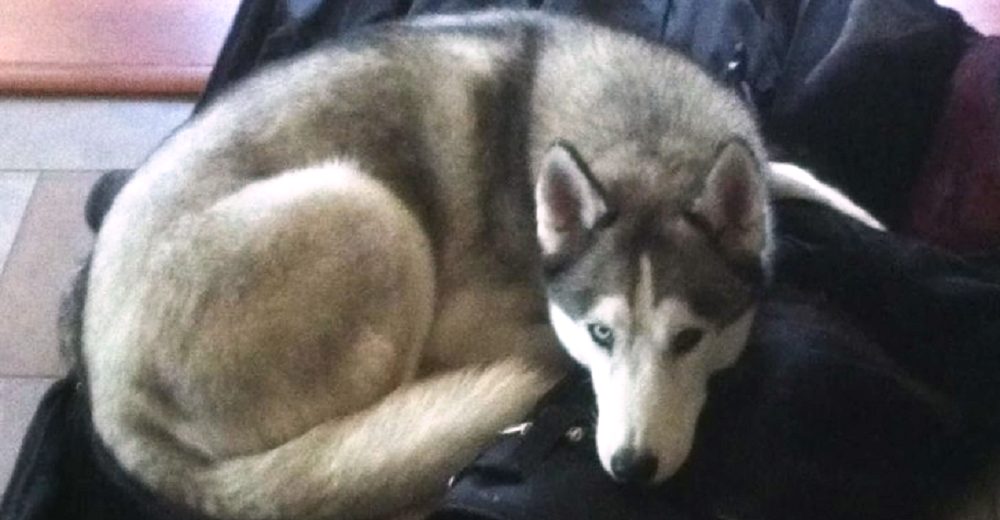 Dueños suplican por la vida de su husky a punto de ser sacrificado por las autoridades