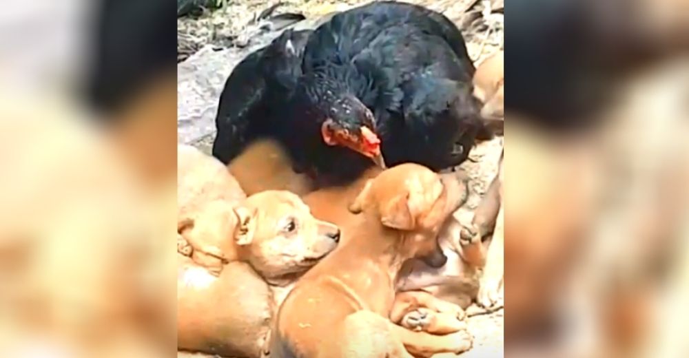 Una gallina amenaza con picotear a quien se acerque a los 8 perritos que nacieron en su nido