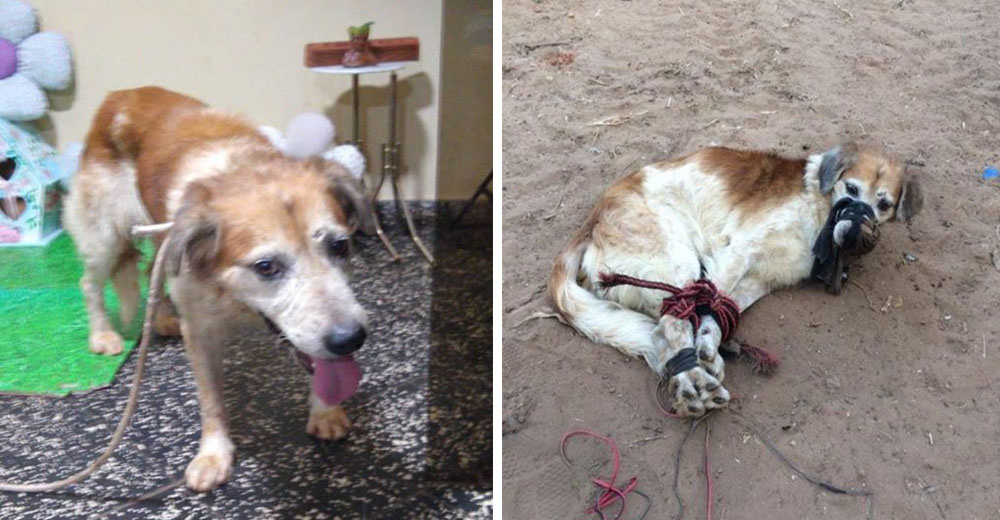 Rescatan a un perrito que yacía amarrado y amordazado en un terreno baldío esperando lo peor