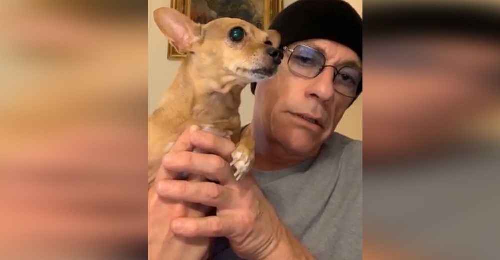 El actor Jean-Claude Van Damme se enfrenta a las autoridades para salvar a una chihuahua