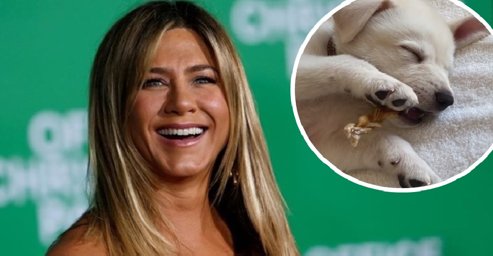 Jennifer Aniston presenta a su nuevo «bebé» adoptado en un video que derrite a las redes