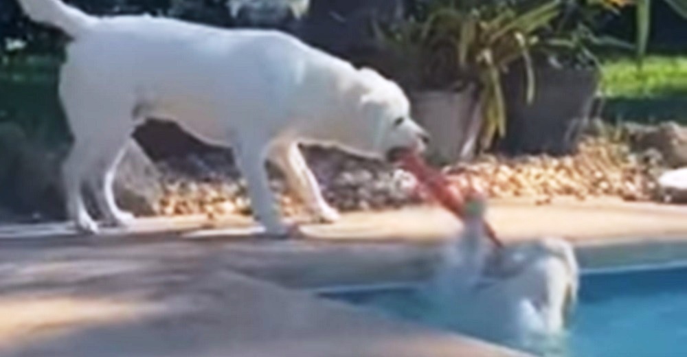 Un labrador lucha por rescatar a su hermana de la piscina usando todo ingenio y se hace viral