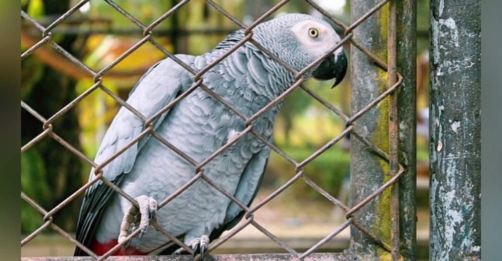 Separan a 5 loros que se hicieron virales por insultar con palabrotas a los visitantes de un zoo