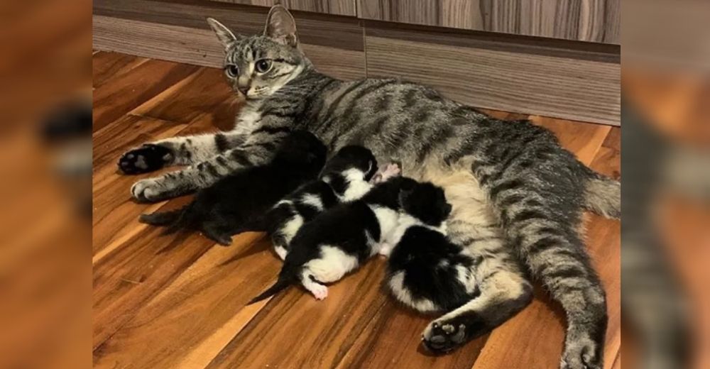 Una gata lactante adopta y alimenta a una camada de recién nacidos rechazados por su madre