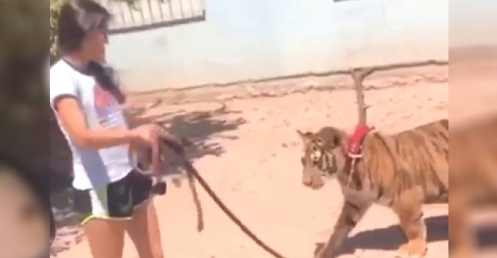 «No muerde»- Una niña es grabada mientras pasea con una correa a un tigre como si fuera un perro