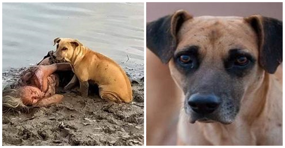 Una mujer ciega se desploma a orillas de un río y 2 perros sin hogar actúan para salvarla