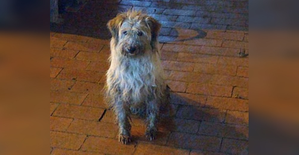 Una vigilante encuentra una perrita sucia, desgreñada y temblando bajo la lluvia y la adopta