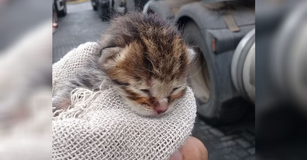 Conductor actúa ante los maullidos extraños que venían del chasis del autobús y no era un gatito