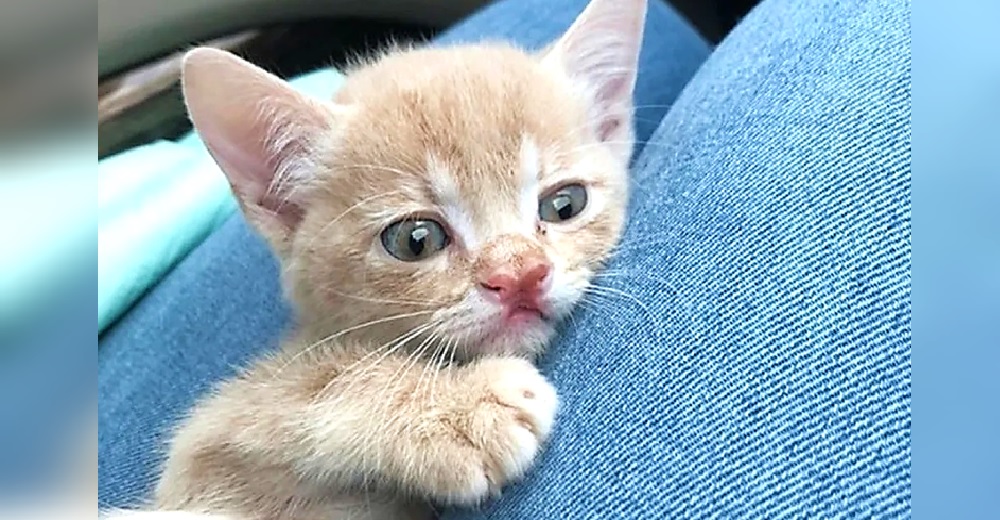 «Le daré una mejor vida»– Un gatito con una rara nariz no para de temblar hasta que recibe ayuda