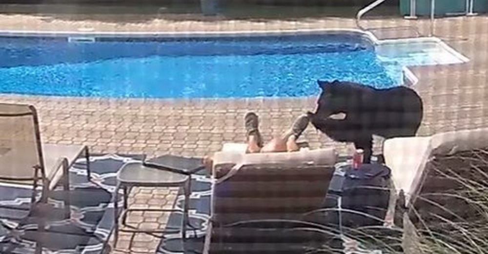 Cámaras de seguridad graban a un oso despertando a un hombre en la piscina y se hace viral