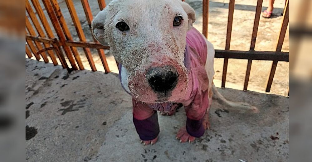 La Policía encuentra un bull terrier en el patio de una casa tras sufrir los peores tratos