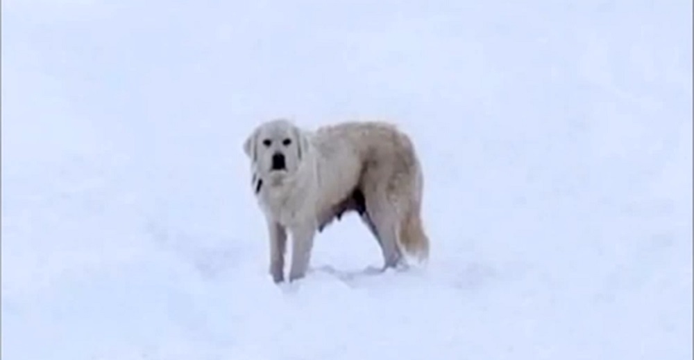 Pareja que paseaba por la nieve comprende las señales de una mamá angustiada suplicando ayuda