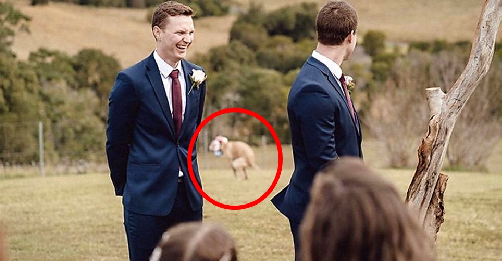 La madre de la novia interrumpe la boda consternada al ver a la perrita haciendo sus necesidades