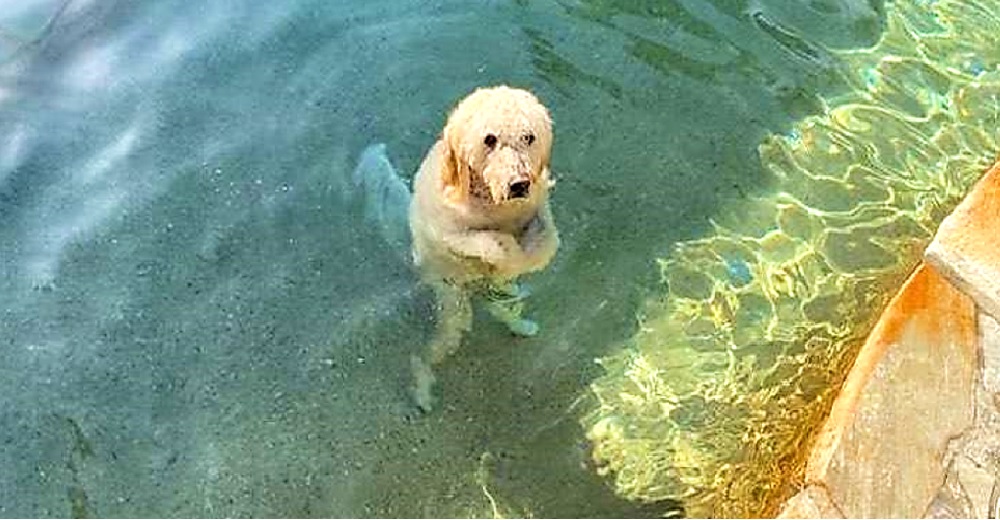 Aunque ya no tiene fuerzas para nadar se las ingenia para alcanzar su juguete en la piscina