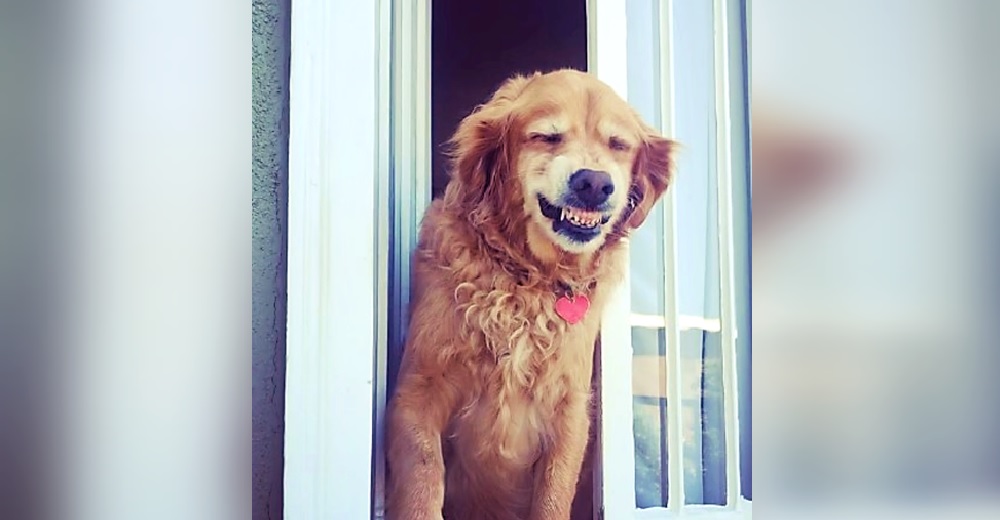 Graban la reacción de un perrito al ver a los vecinos desde su ventana