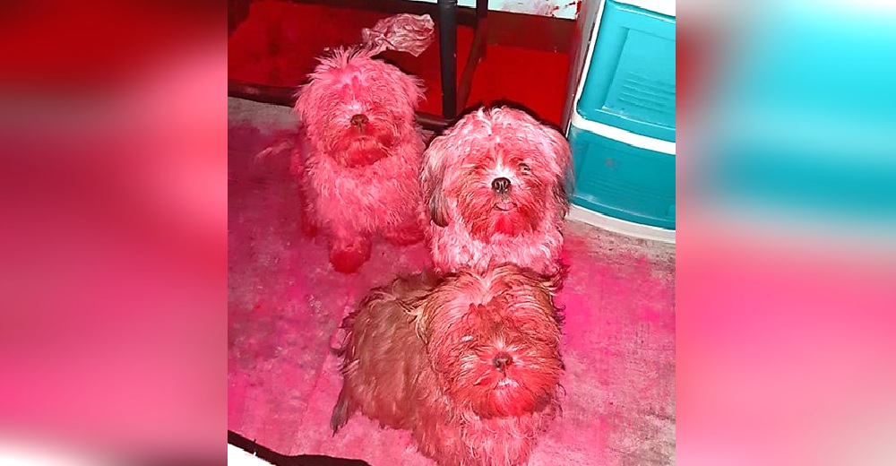 La dueña de 3 perritos se alarma al encontrarlos completamente teñidos de color rosa