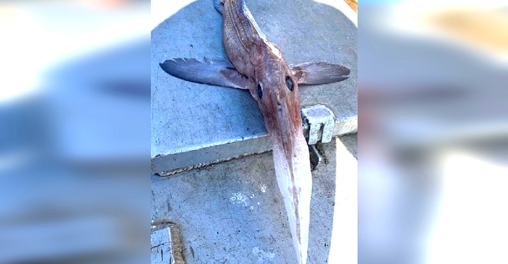 Pescadores buscaban rodaballos y quedan impactados con la criatura fantasma que acabó en su red