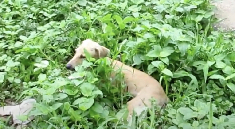 Un perrito sin hogar permanecía inmóvil entre los arbustos mientras escondía sus deditos