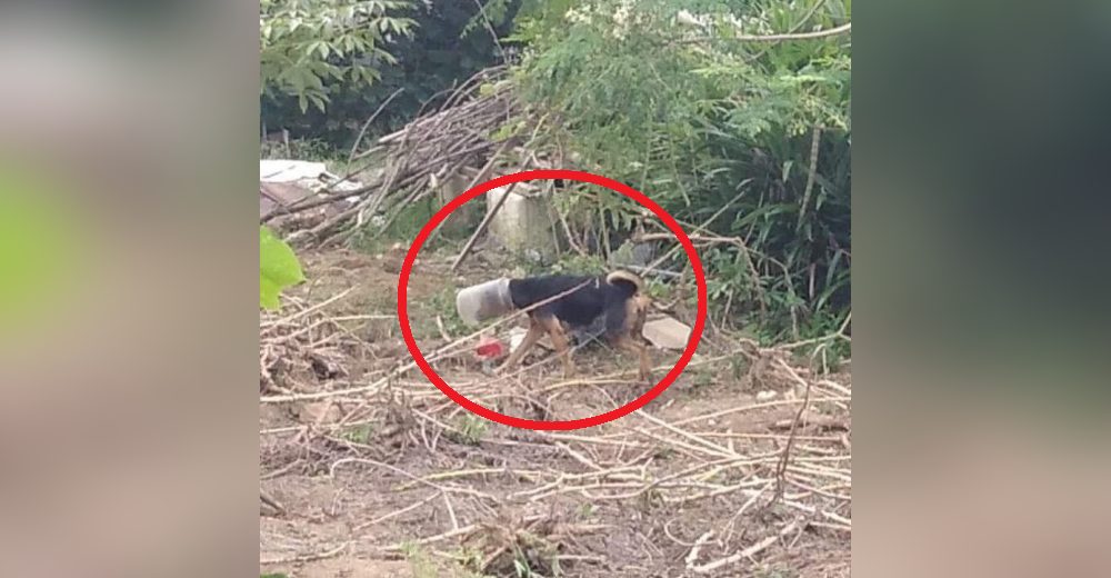 Ven a un desesperado perro callejero luchando por zafarse de la botella que presionaba su cabeza