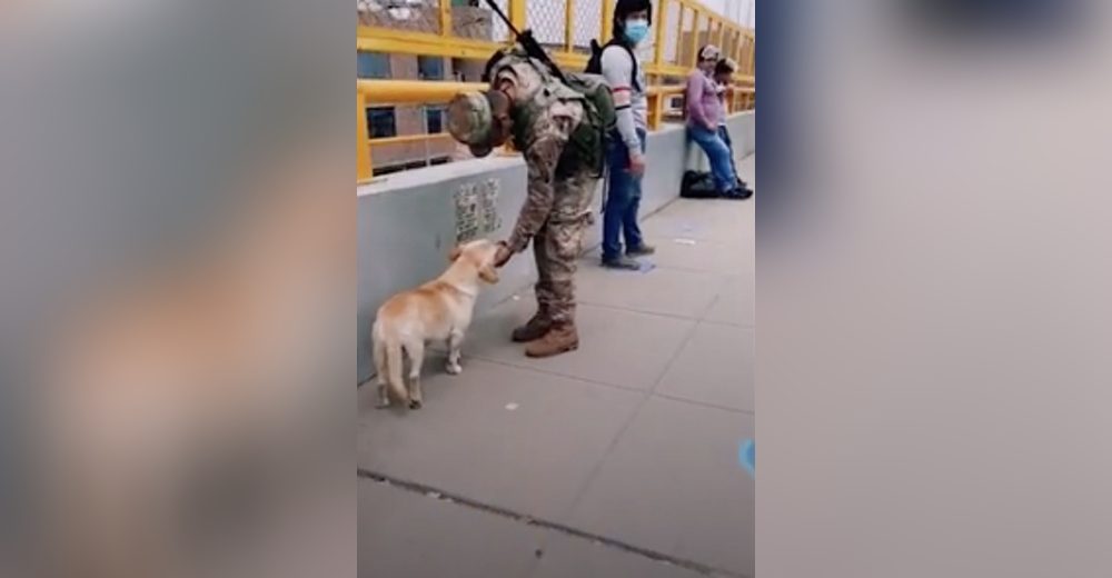 Perrito callejero insiste en interrumpir al soldado de guardia y él se ve obligado a responder