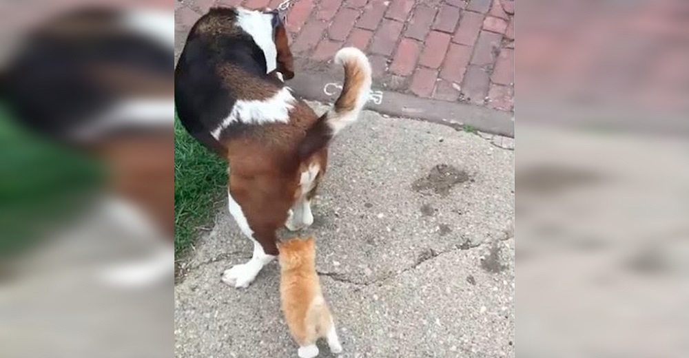 Gatito callejero ve a un hombre paseando a su perro y no para de seguirlo