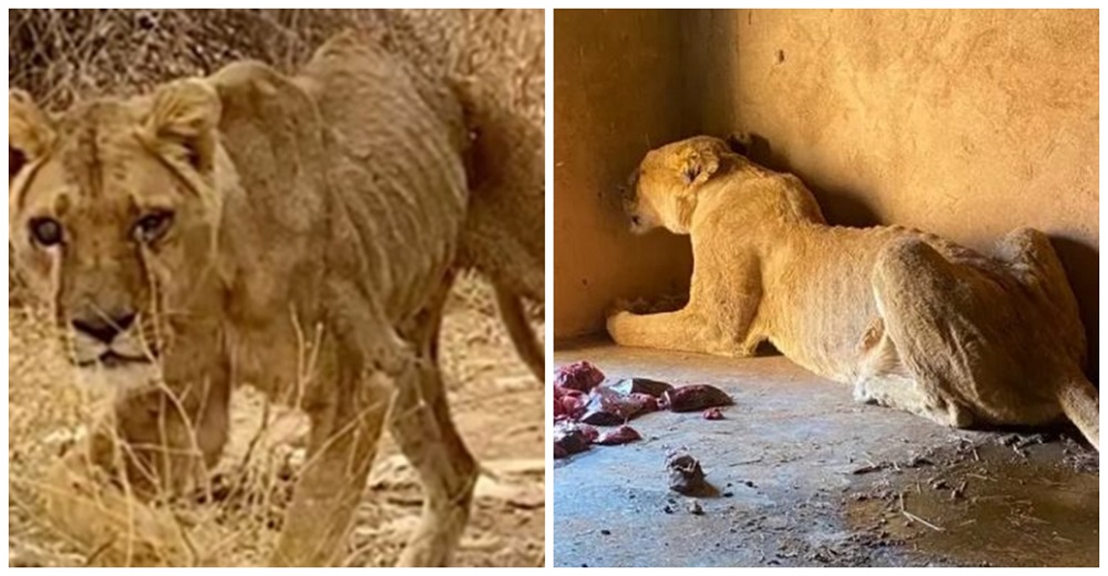 Denuncian la cruda realidad de decenas de animales al borde de la muerte en un zoo