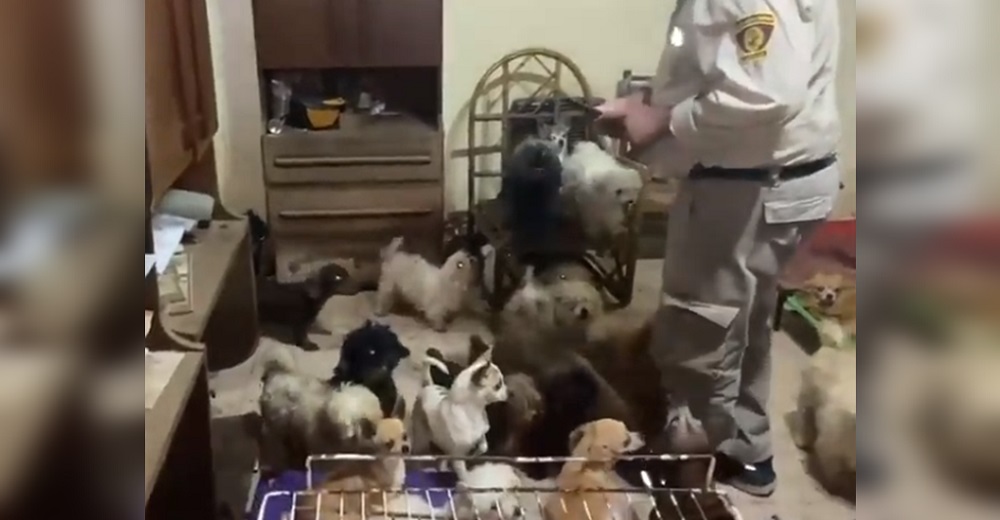 La Policía irrumpe en una casa para salvar a 150 perritos que vivían en condiciones deplorables