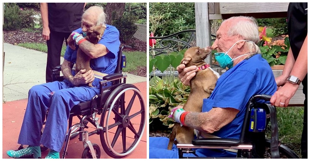 Abuelo se reúne con su diminuto chihuahua que corrió de inmediato para salvarle la vida