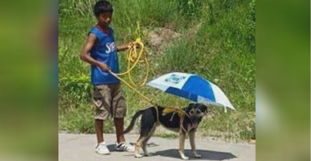 Un niño construye con sus manos una sombrilla para proteger a su perrito de los rayos del sol