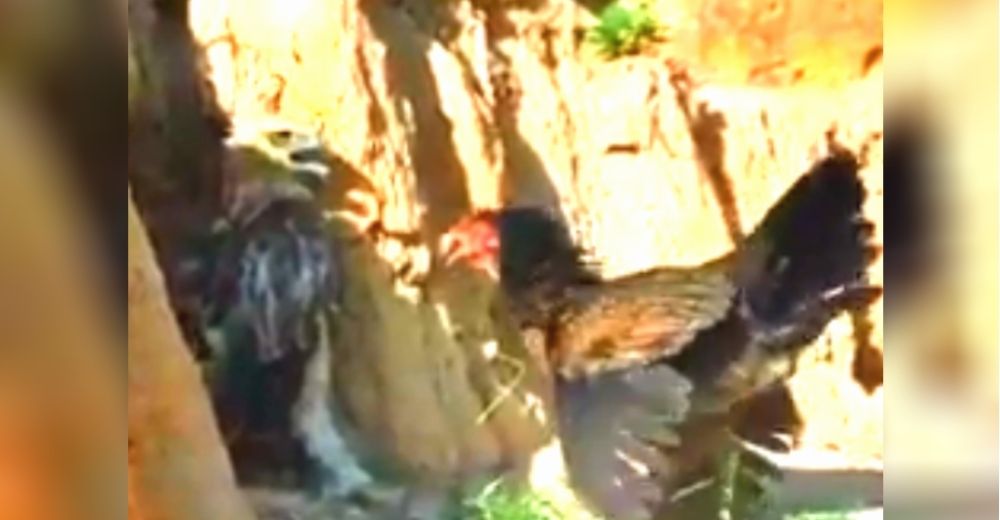 Una gallina actúa para defender el nido de sus polluelos del águila que amenazó con comérselos