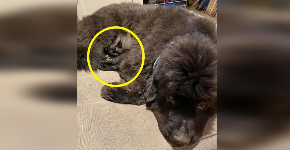 Deja al pequeño gatito jugando con el enorme perro y de pronto ya no lo vio más –»¿A dónde fue?»