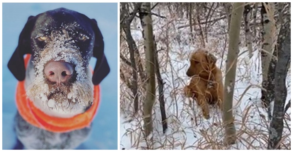 Olfatea en la nieve sin parar sin saber que salvaría un perrito que llevaba días enterrado