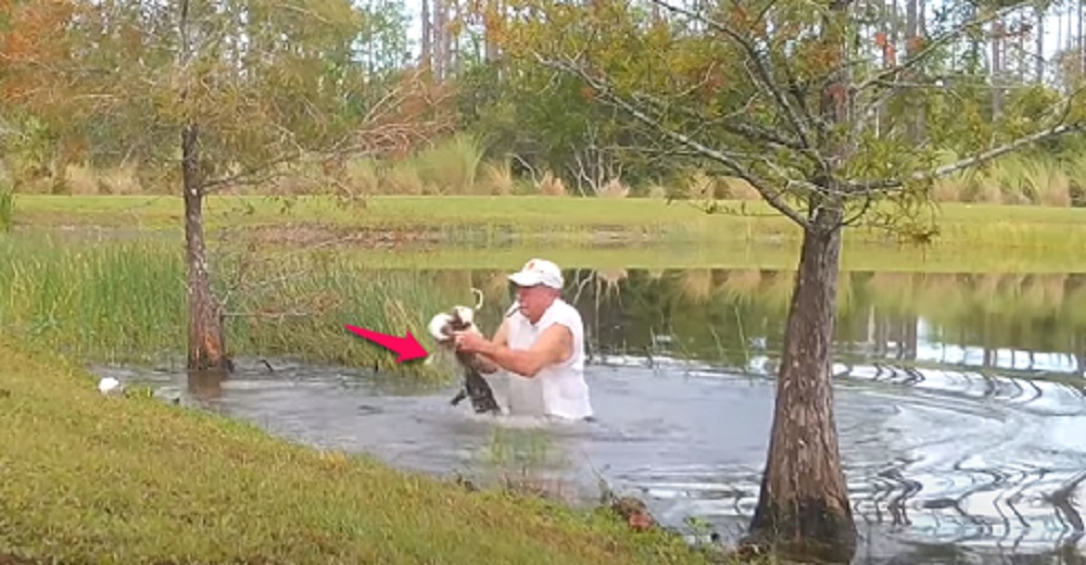 Lo graban luchando por abrir la mandíbula de un caimán para salvar la vida de su perrito