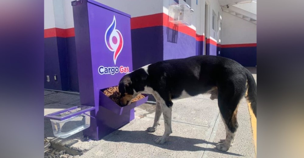 Una gasolinera instala estaciones para que los perros callejeros puedan alimentarse