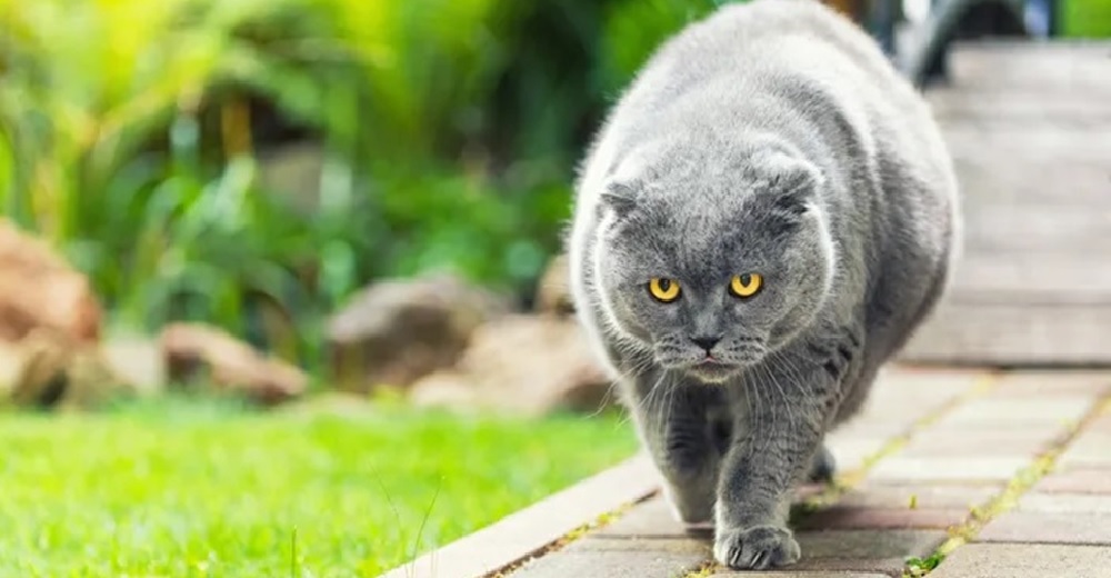 Les ruega a sus vecinos que dejen de alimentar a su gata porque están afectando su salud