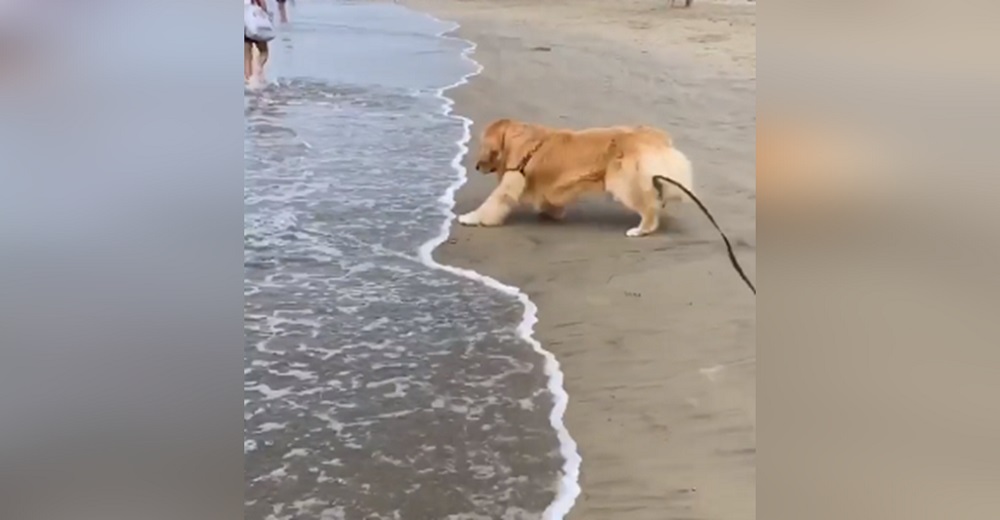 Perrito Golden que odia mojarse las patas reacciona cuando se acerca por primera vez a la orilla