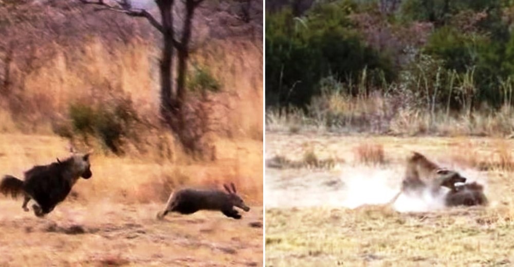 Graban a una hiena a punto de devorar a un oso hormiguero, pero él tiene otro plan