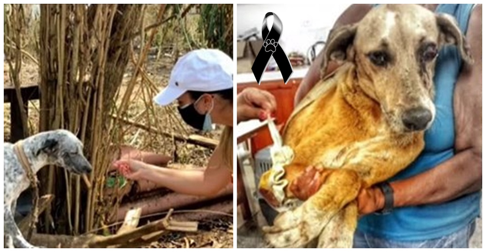 Con su triste mirada suplican ser ayudados tras ser dejados a su suerte en el terrible huracán