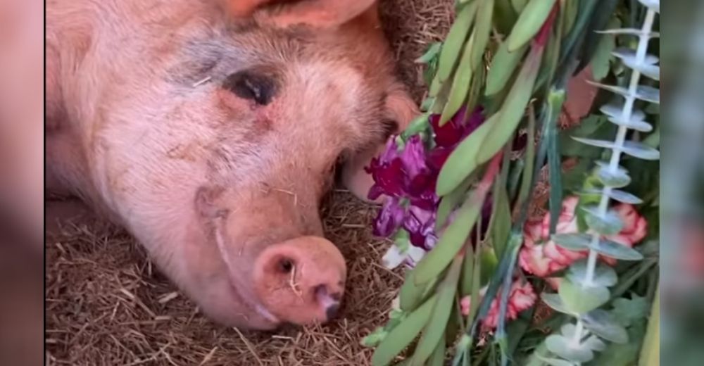 Una cerdita con un doloroso pasado recolecta flores y ramas para decorar su nueva casa