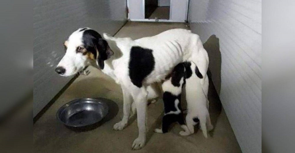 Reconoce el olor de sus cachorros que por un regalo del destino llegaron a la misma perrera