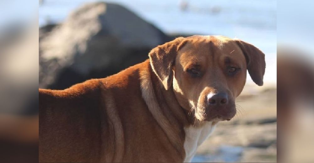 Encuentran a un perrito en la playa tras un ciclón tropical y lo hacen surfear las olas