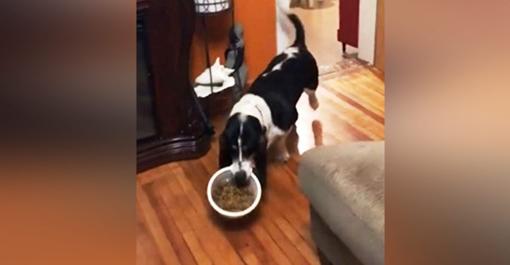 Un perro es grabado trasladando su plato de comida, hasta que su familia descubre su plan