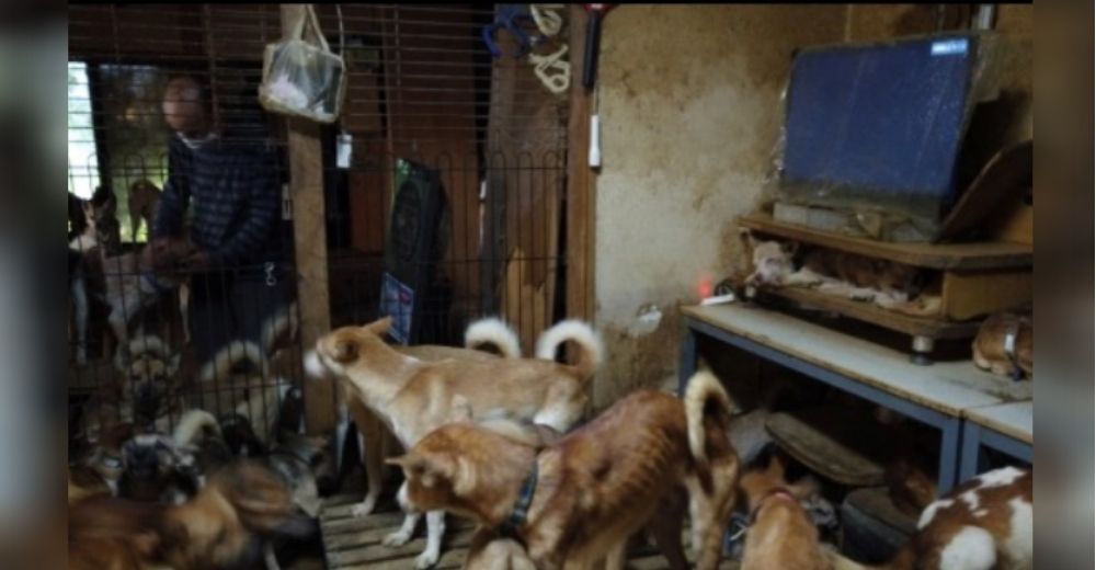 La Policía encuentra más de 160 perritos hacinados en un pequeño apartamento de 30 metros