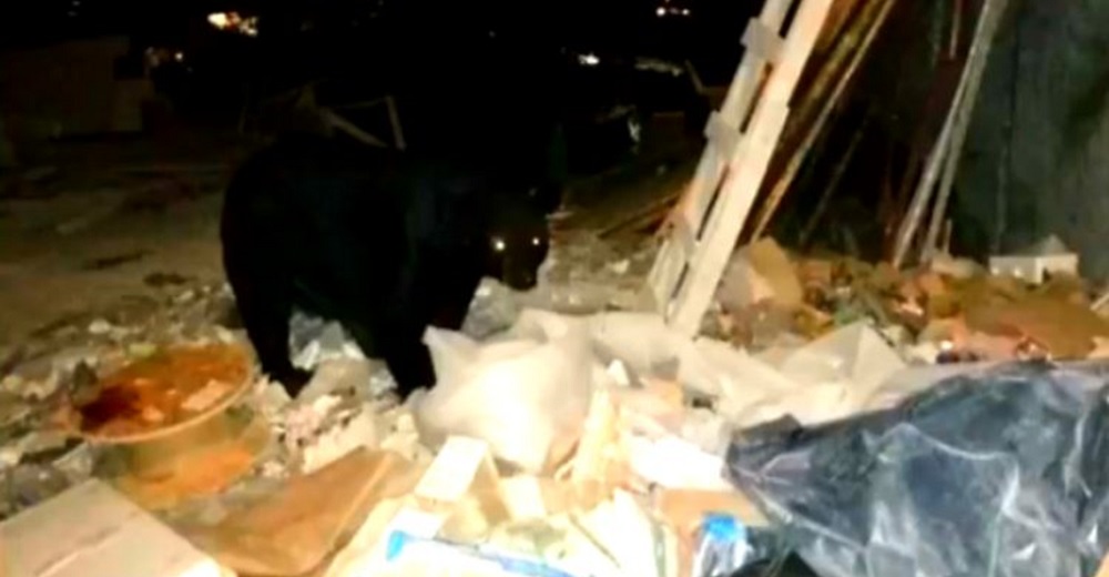 Graban a un hambriento oso negro buscando con desesperación algo para comer entre la basura